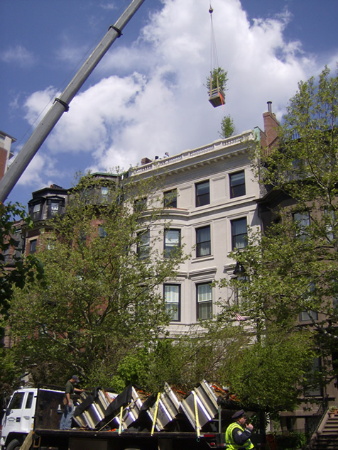 HF Johnson Tree Farm Boston