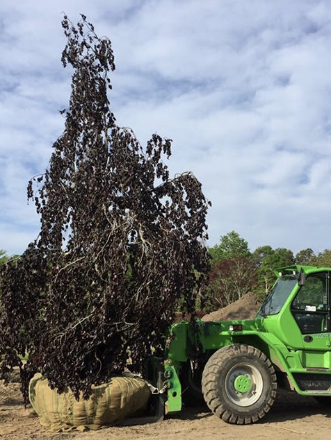 HF Johnson Tree Farm Boston