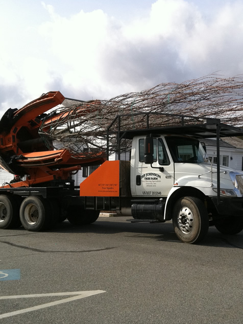 HF Johnson Tree Farm Boston