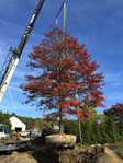 HF Johnson Tree Farm Boston