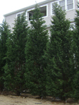 HF Johnson Tree Farm Boston