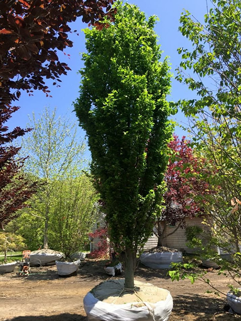 HF Johnson Tree Farm Cape Cod