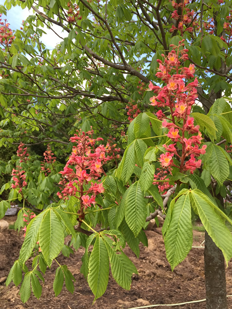 HF Johnson Tree Farm Cape Cod