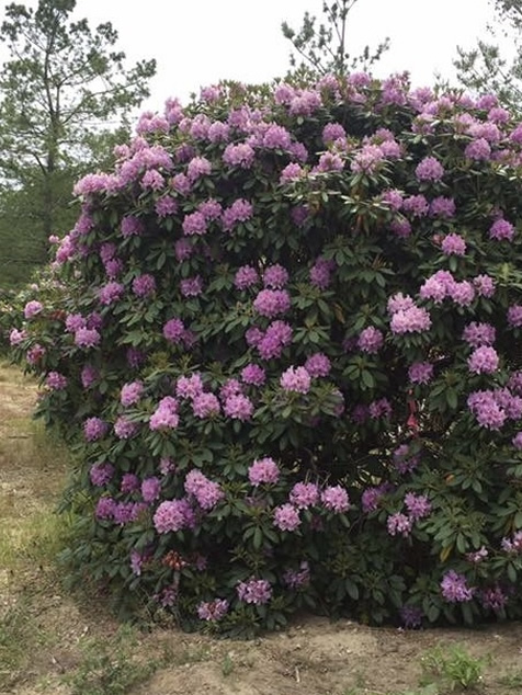 HF Johnson Tree Farm Cape Cod