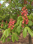 HF Johnson Tree Farm Cape Cod